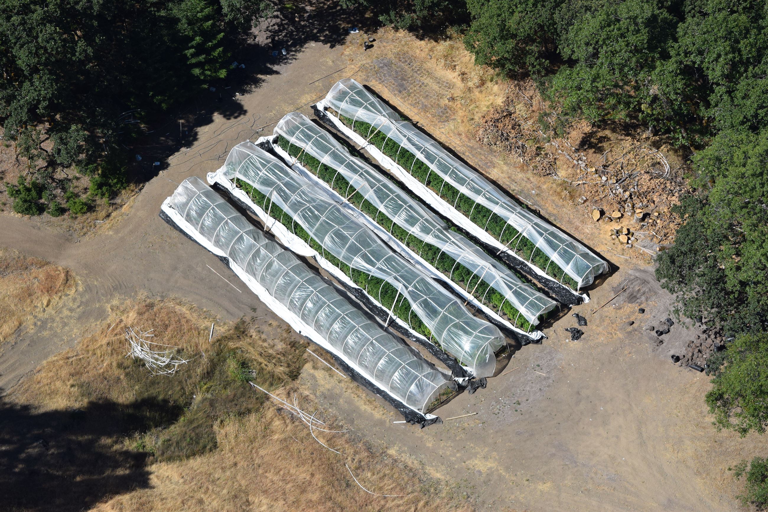 Marijuana Investigation